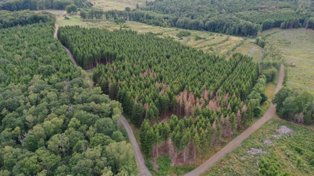 Befall von Jungbestand mir Borkenkäfer Juli 2023