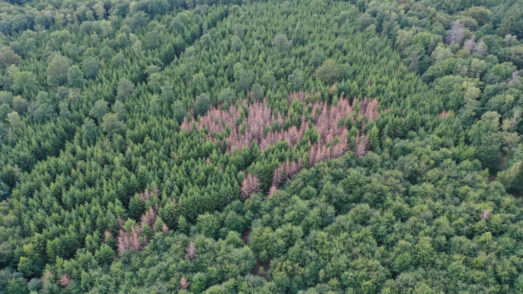 Befall von Jungbestand mir Borkenkäfer Juli 2023