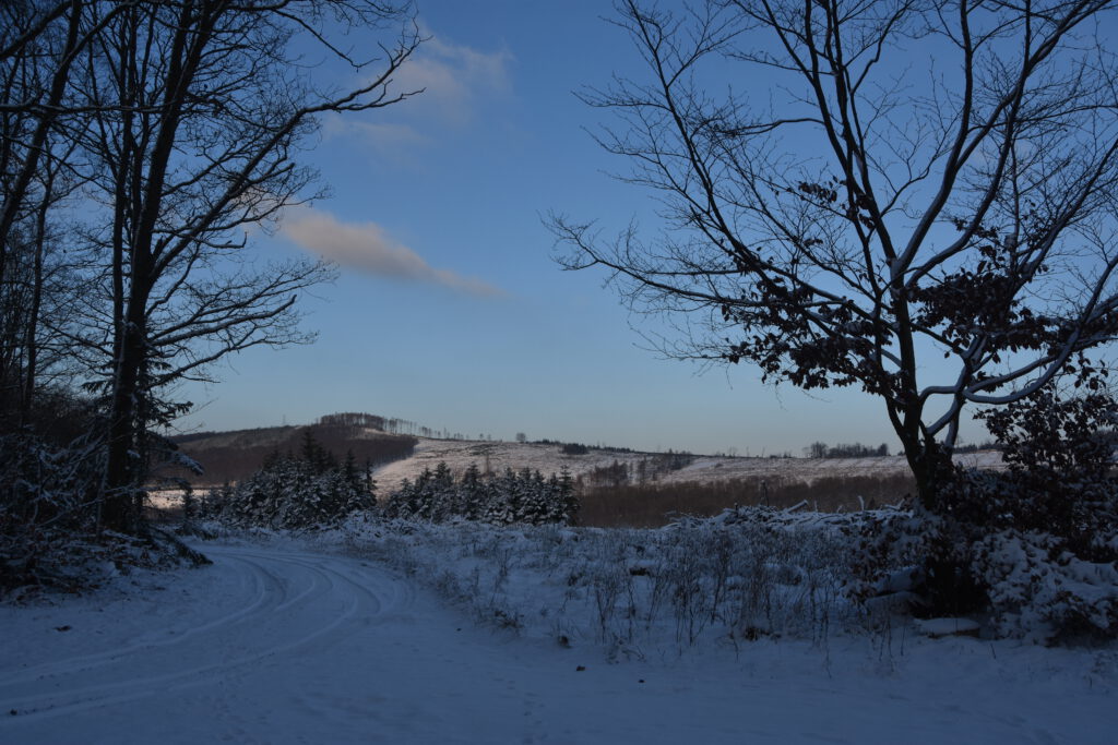 Hauberg im Winter Jan. 2023