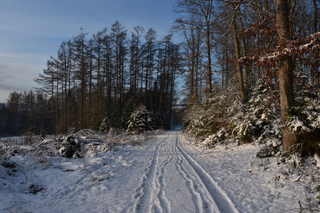 Hauberg im Winter Jan. 2023