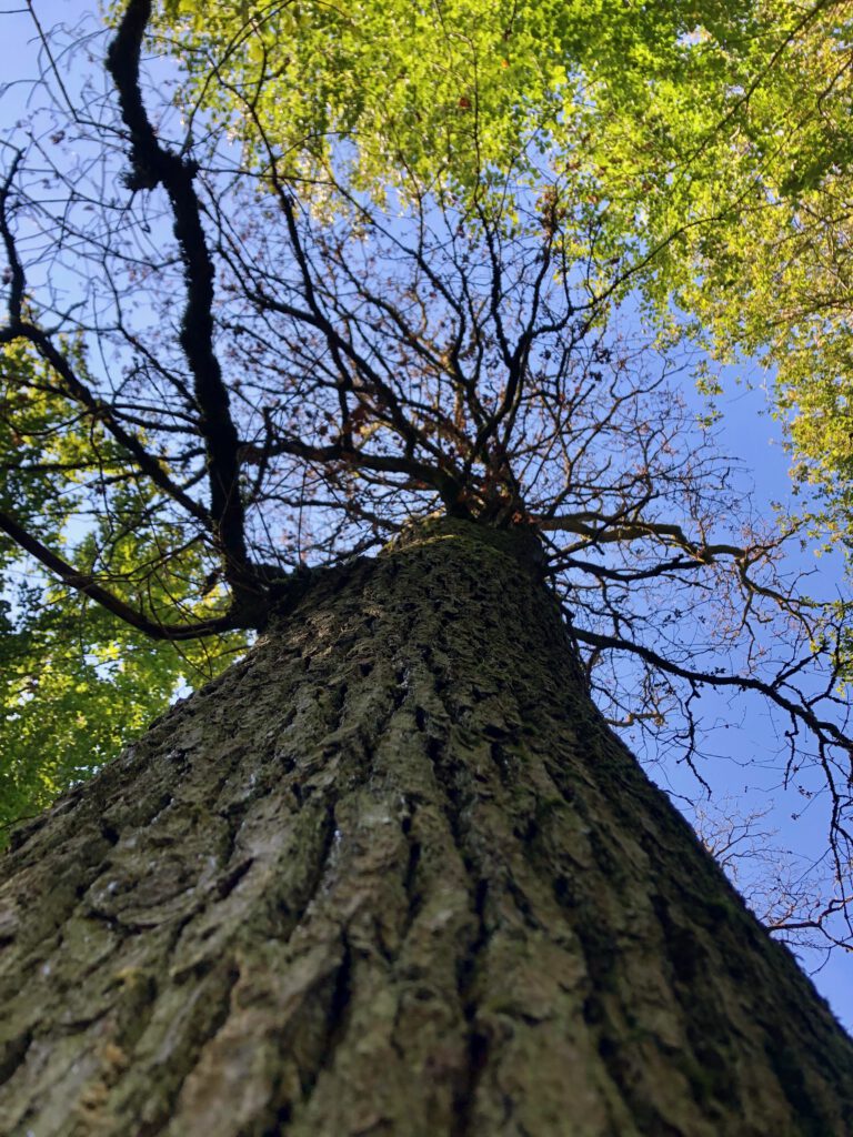 Abgestorbene Eiche