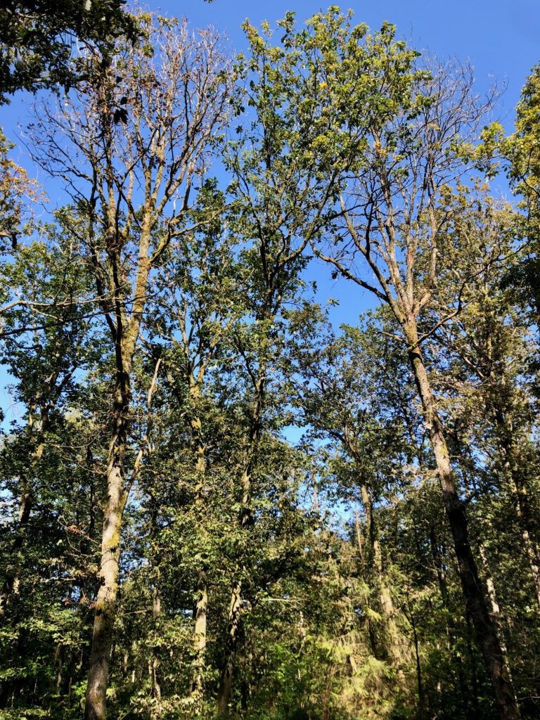 Eichenbestand mit geschädigten und toten Eichen.